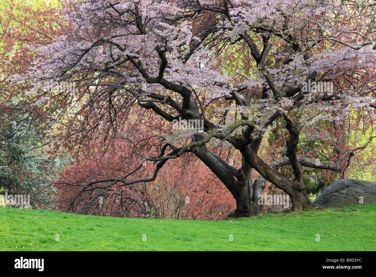 Ciliegio Prunus sargentii con freschi fiori rosa in primavera a New York s Central Park Foto Stock