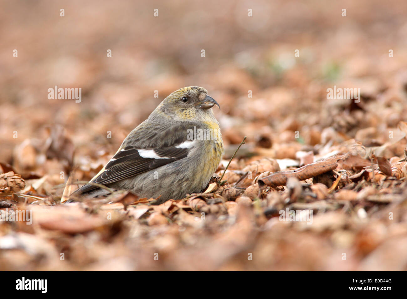 Femmina bianca Crossbill alato Foto Stock