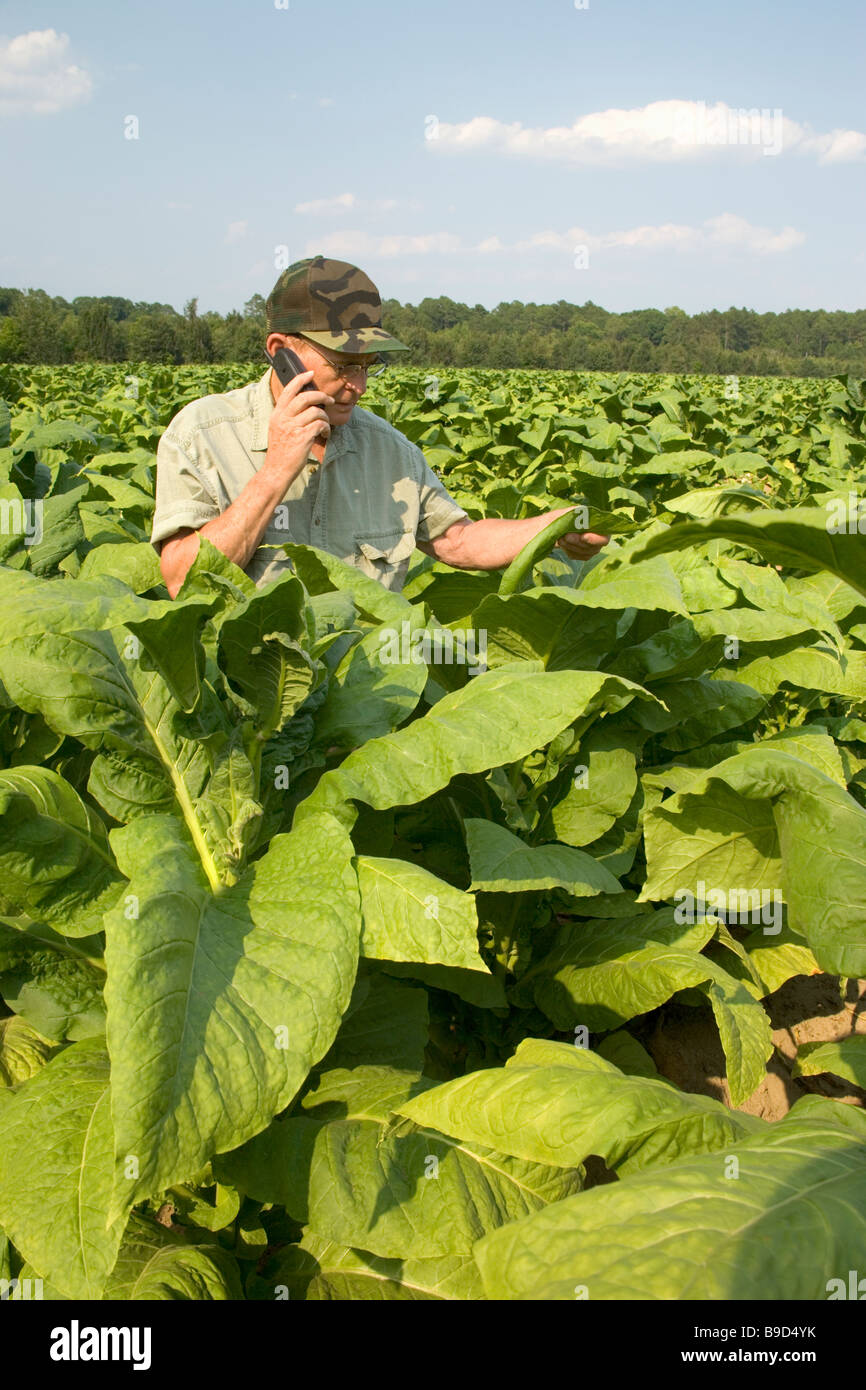 Agricoltore ispezione di Raccolto di tabacco comunicanti sul telefono cellulare. Foto Stock