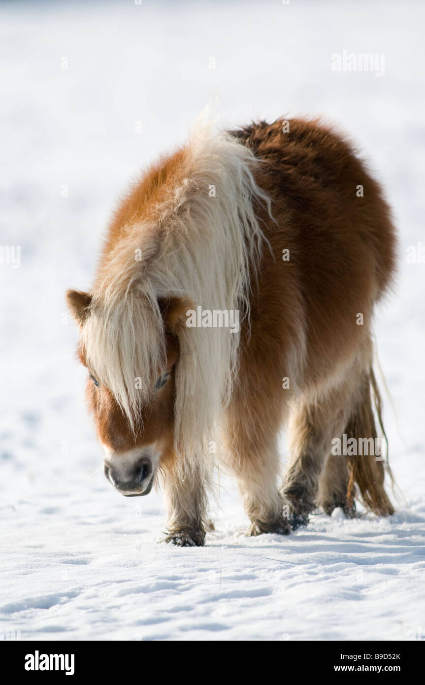 Miniatura pony Shetland in snow REGNO UNITO Foto Stock