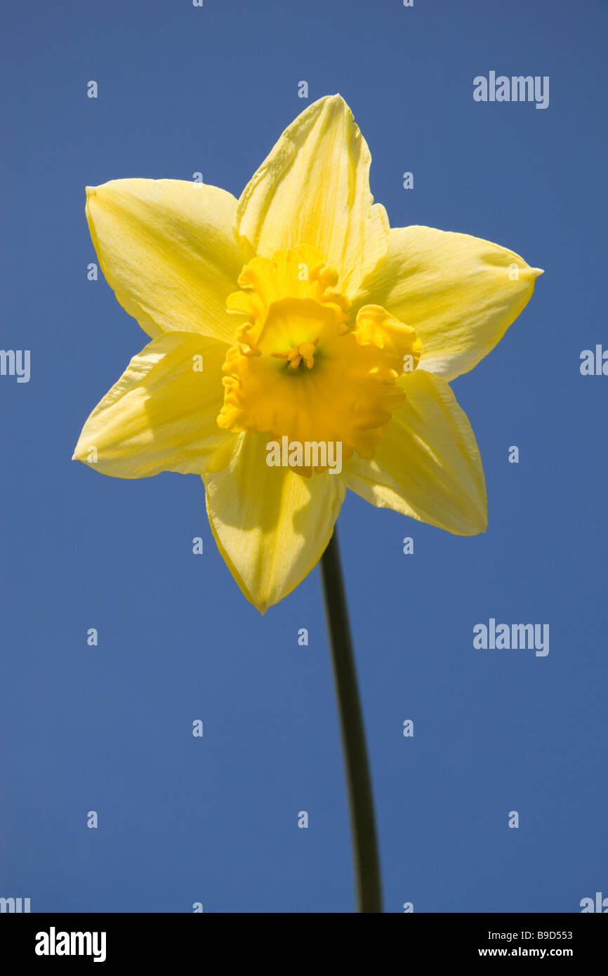Unico daffodil testa contro un cielo blu Foto Stock