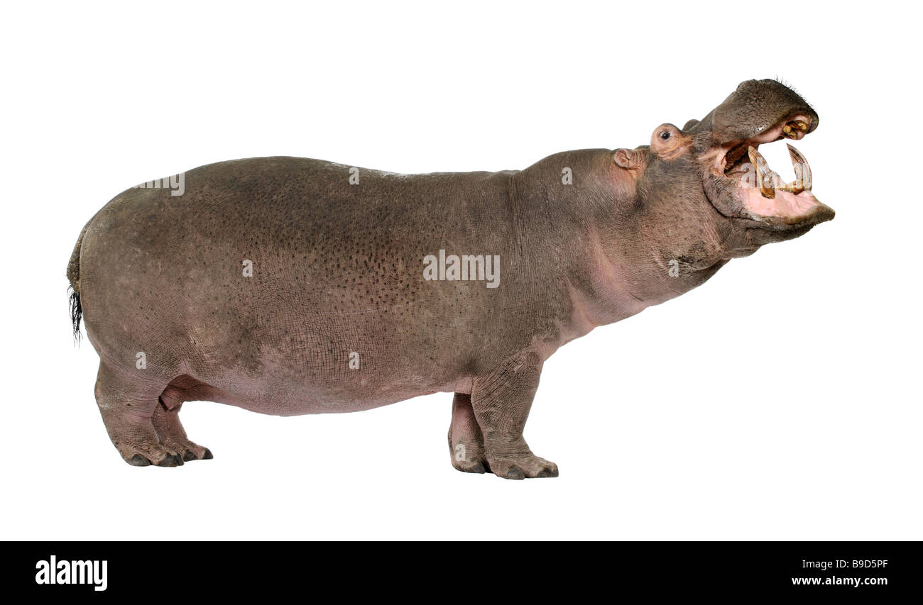Ippopotamo Hippopotamus amphibius 30 anni davanti a uno sfondo bianco Foto Stock