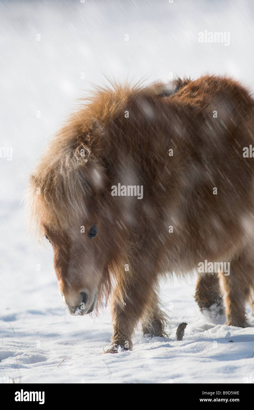 Miniatura pony Shetland in snow REGNO UNITO Foto Stock