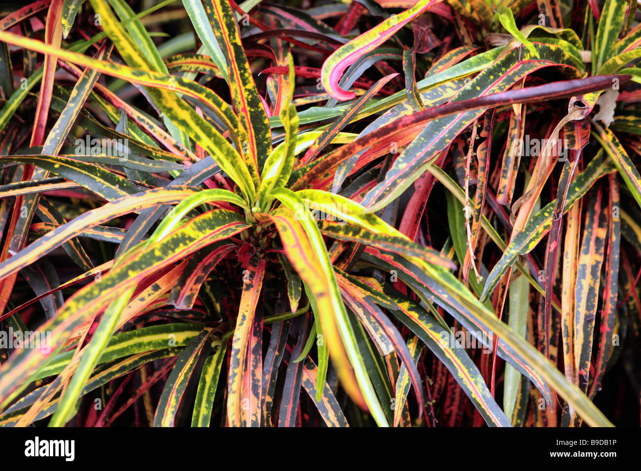 Pianta di croton Codiaeum variegatum Foto Stock