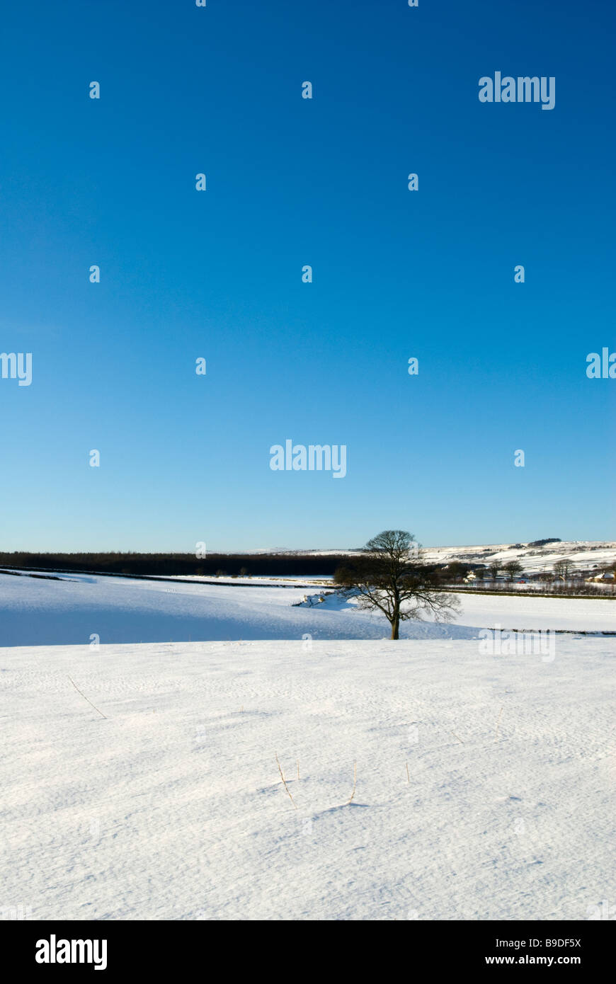 La neve circonda un albero solitario nella valle di Mayfield Sheffield South Yorkshire Inghilterra Foto Stock