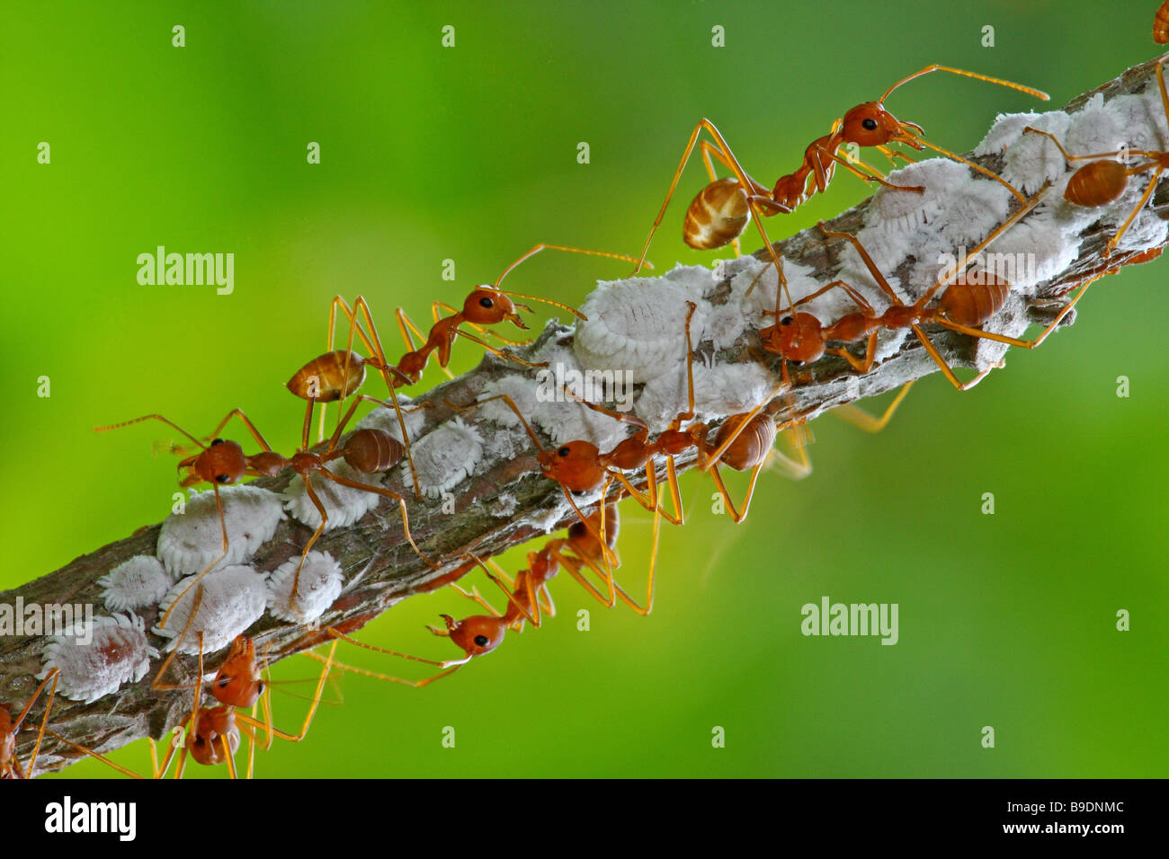 Le formiche tendente al farinoso bug. Foto Stock