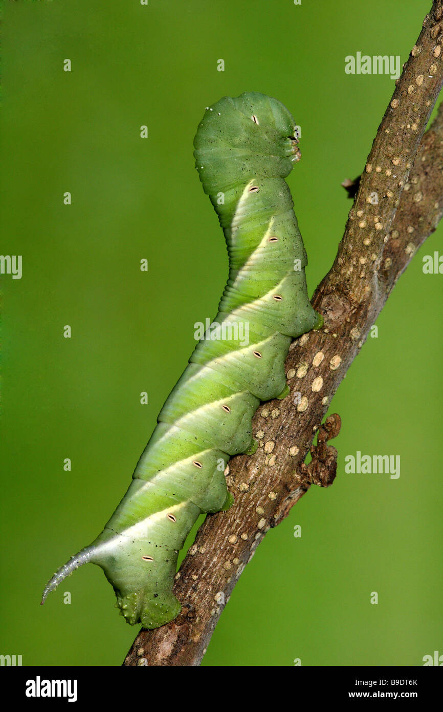 Un verde caterpillar elegantemente arroccato su un ramoscello. Foto Stock