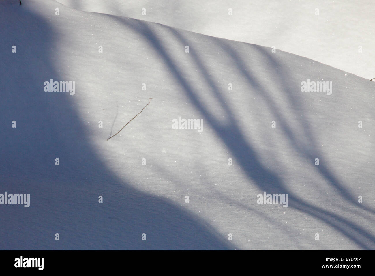 Schatten von Baeumen auf Schnee. Le ombre degli alberi sulla neve. Ombre d arbres sur neige Foto Stock