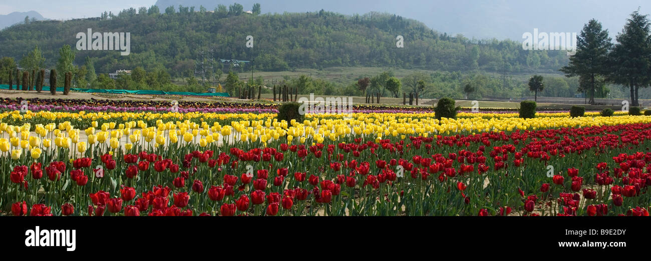 I tulipani in un giardino, Indira Gandhi Tulip Garden, Srinagar, Jammu e Kashmir India Foto Stock