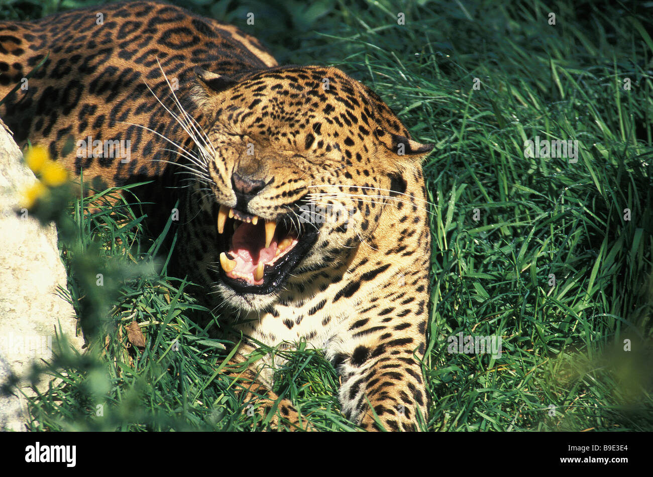 Maschio panthere Leopard panthera pardus mostrando aggressività Africa africana di aggressione aggressivo animale arrabbiato ANIMALI A SANGUE BIG C Foto Stock