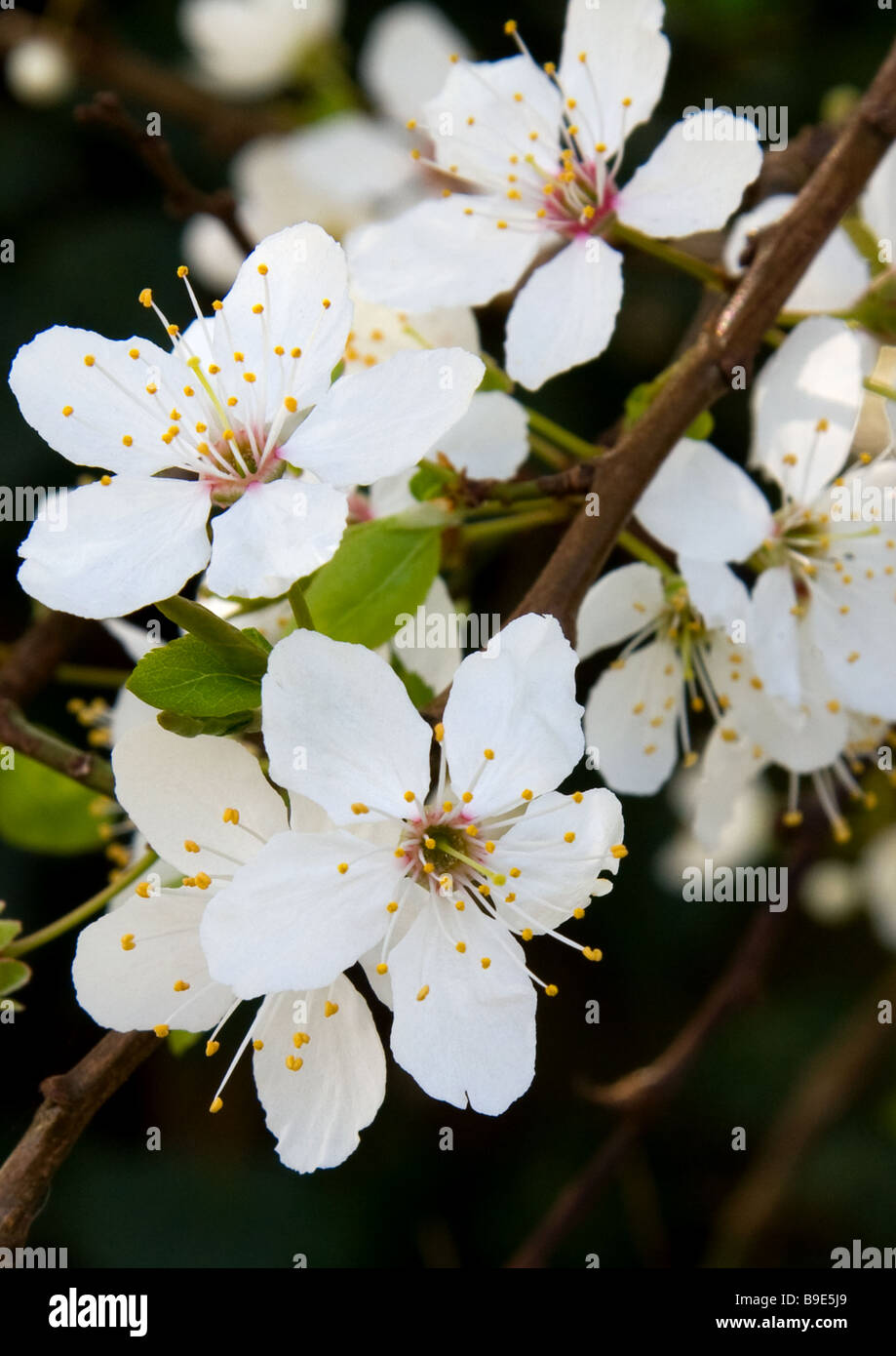 La molla Apple Blossom Foto Stock