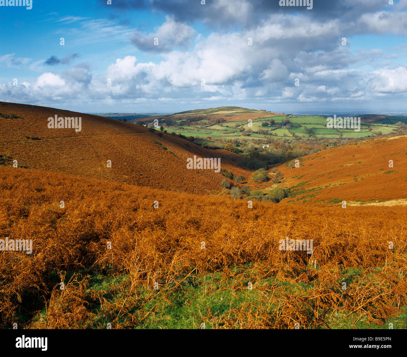 Green Combe vicino alla frazione di Lettaford nel Parco Nazionale di Dartmoor, Chagford, Devon, Inghilterra. In lontananza si trova Meldon Hill Foto Stock