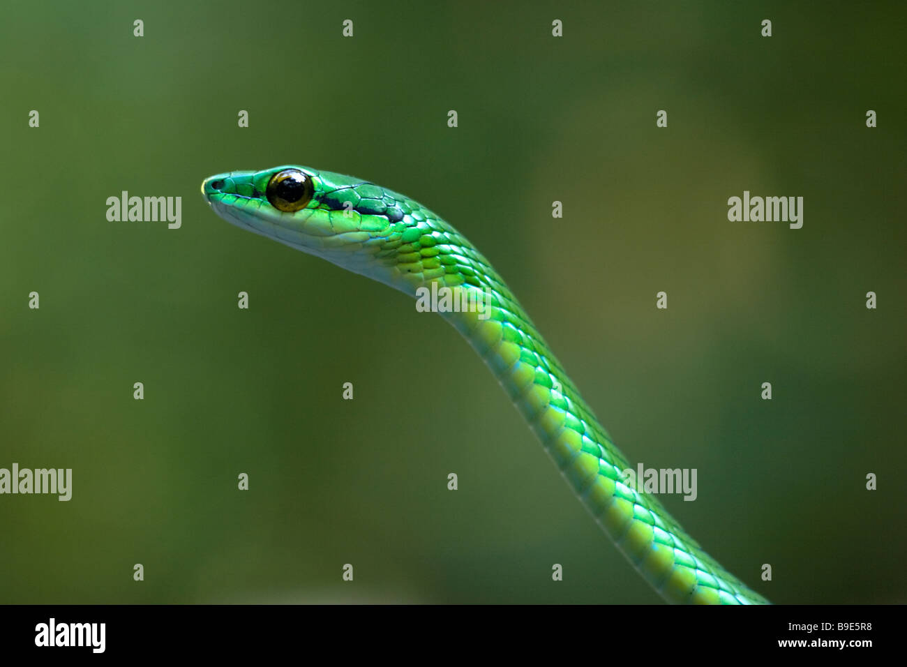 A breve dal naso a vite Snake Oxybelis brevirostris Foto Stock