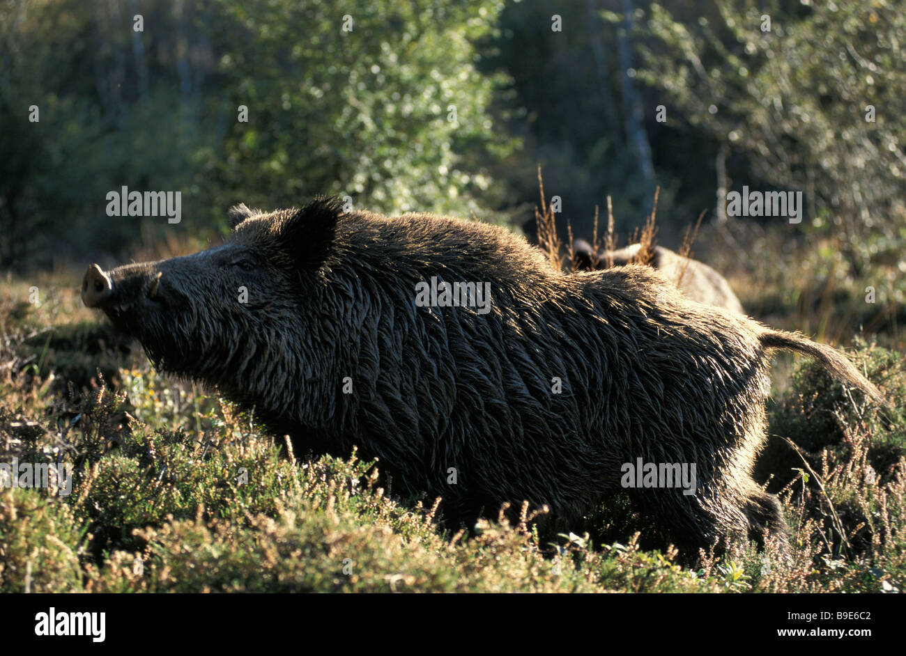 Sanglier Wildschwein Cinghiale Sus scrofa animali Altweltschweine Artiodactyla Asia Australia Asien Australien Foto Stock