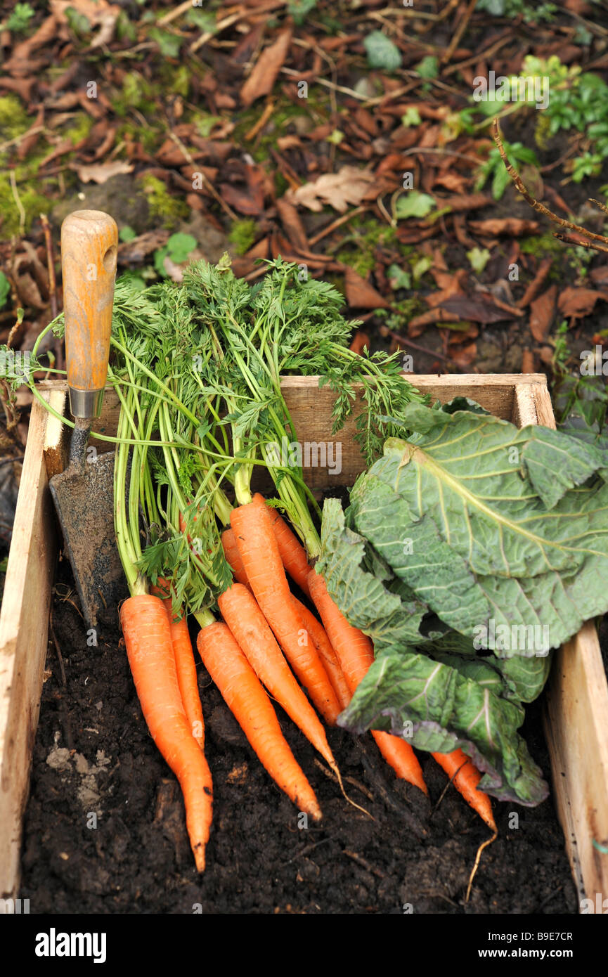 Immagine luminosa di appena scavato le carote e un cavolo verza Foto Stock