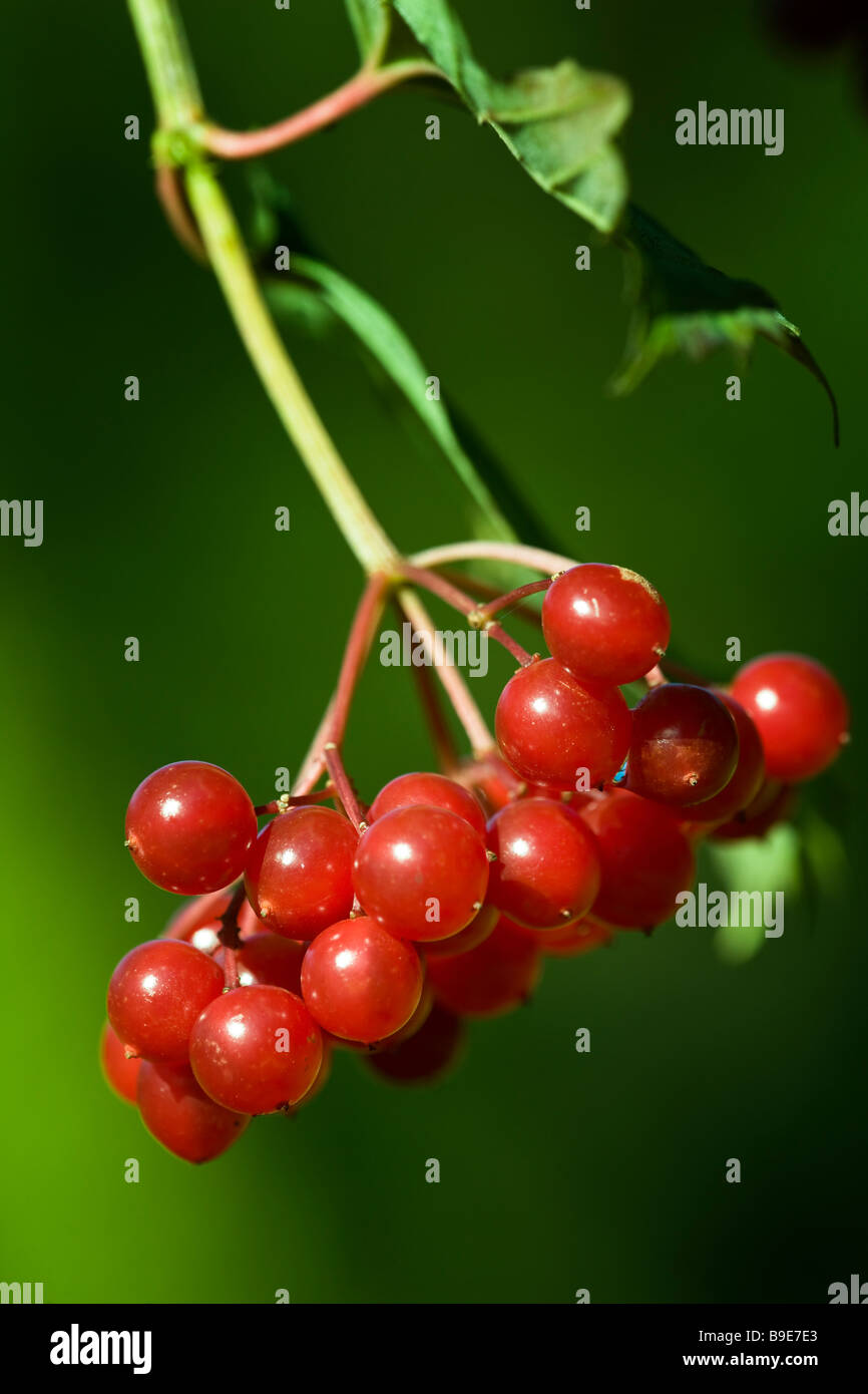 Viburnum opulus, viburno rose - frutta Foto Stock