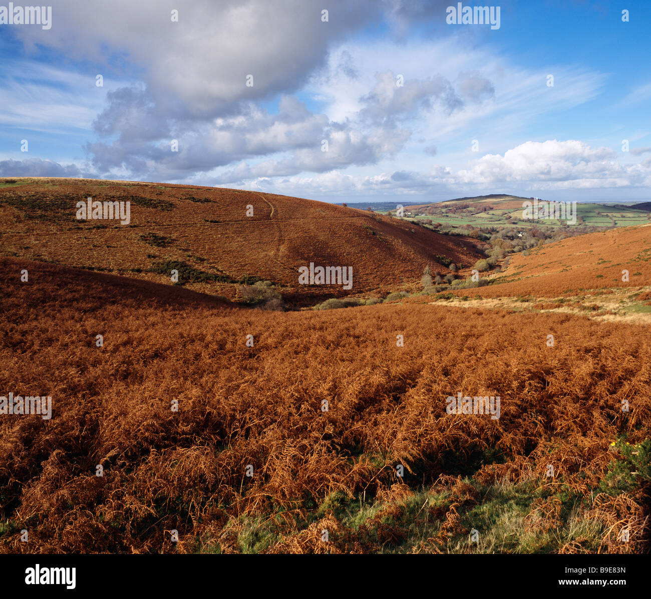Green Combe vicino alla frazione di Lettaford nel Parco Nazionale di Dartmoor, Chagford, Devon, Inghilterra. In lontananza si trova Meldon Hill Foto Stock