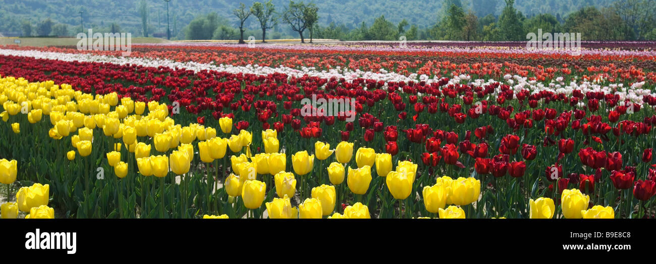 I tulipani in un giardino, Indira Gandhi Tulip Garden, Srinagar, Jammu e Kashmir India Foto Stock