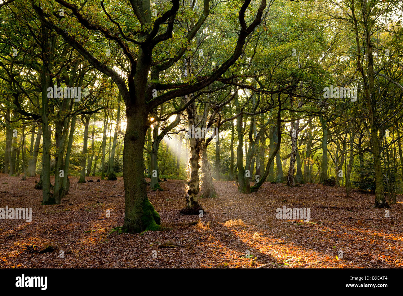 Legno in autunno con sun ray Foto Stock