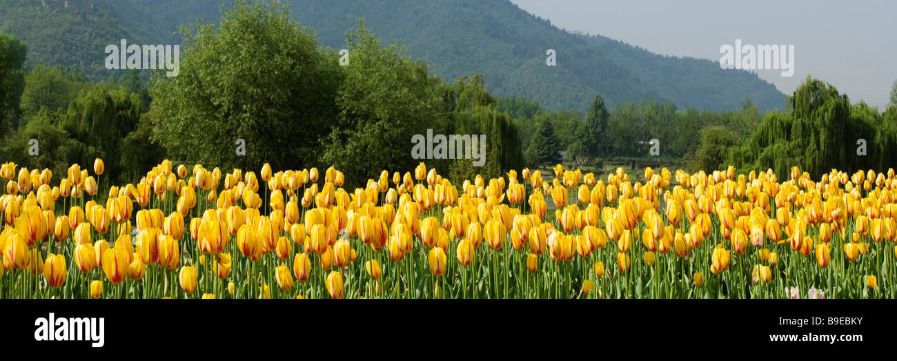 Tulipani gialli in un giardino, Indira Gandhi Tulip Garden, Srinagar, Jammu e Kashmir India Foto Stock