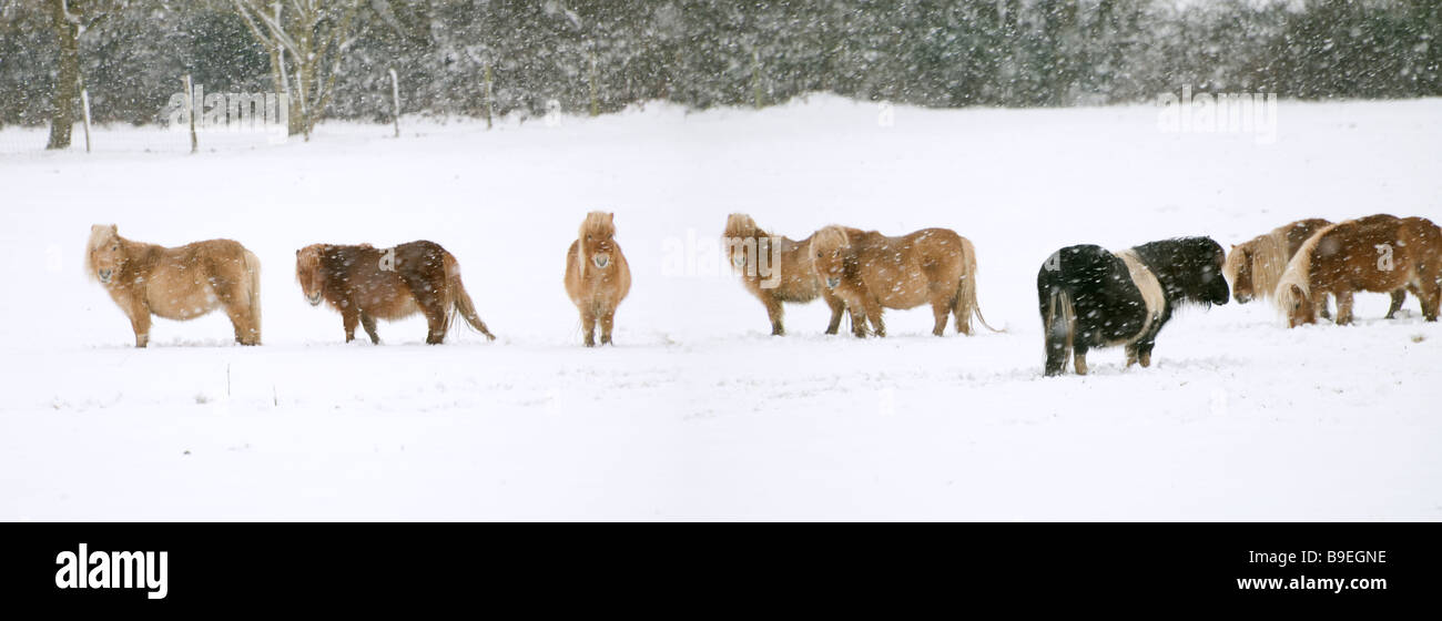 Pony Shetland in snow Foto Stock