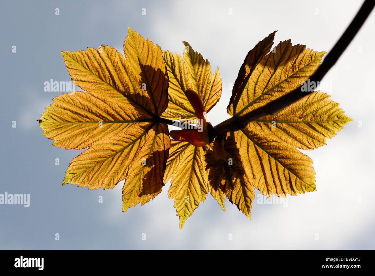 Foglie retroilluminato di un sicomoro, Acer pseudoplatanus, visto dal di sotto Foto Stock
