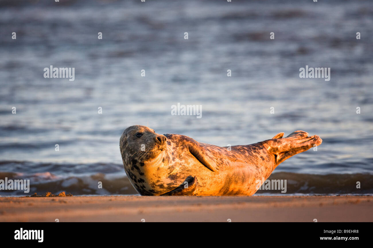 Halichoerus grypus, femmina grigio guarnizione. Lincolnshire Dicembre 2008 Foto Stock