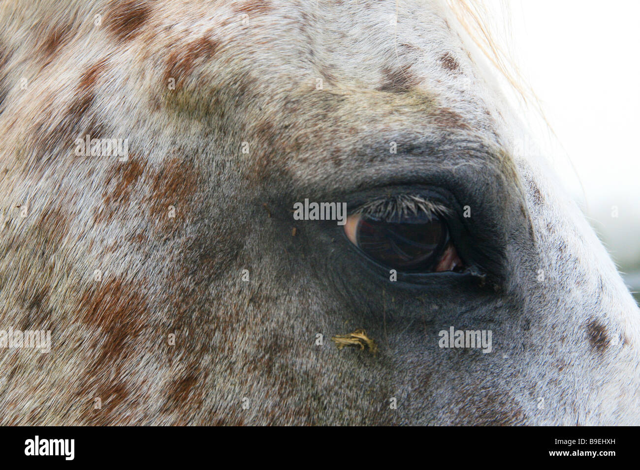 Un'immagine ravvicinata di un occhio di cavalli. Foto Stock