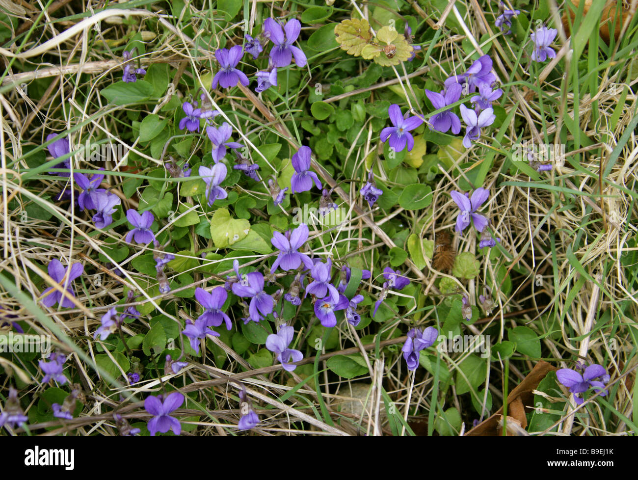 Cane comune viola, viola riviniana, Violaceae Foto Stock
