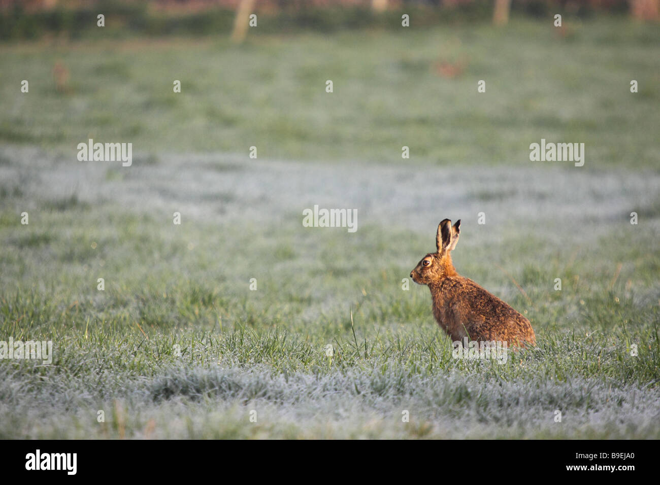 Brown lepre Lepus europaeus seduto in un campo di stoppia Foto Stock