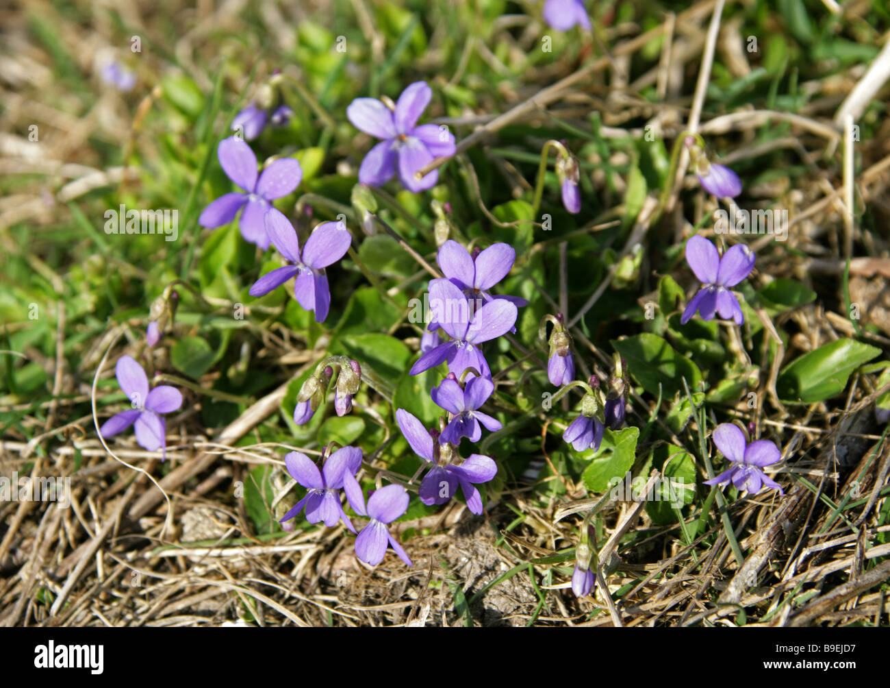 Cane comune viola, viola riviniana, Violaceae Foto Stock