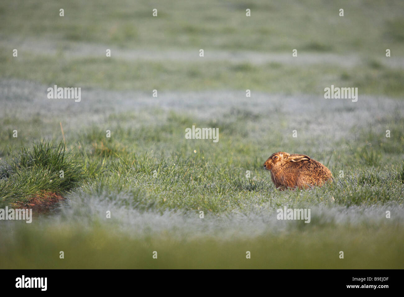 Brown lepre Lepus europaeus campo giacenti sulle stoppie Foto Stock