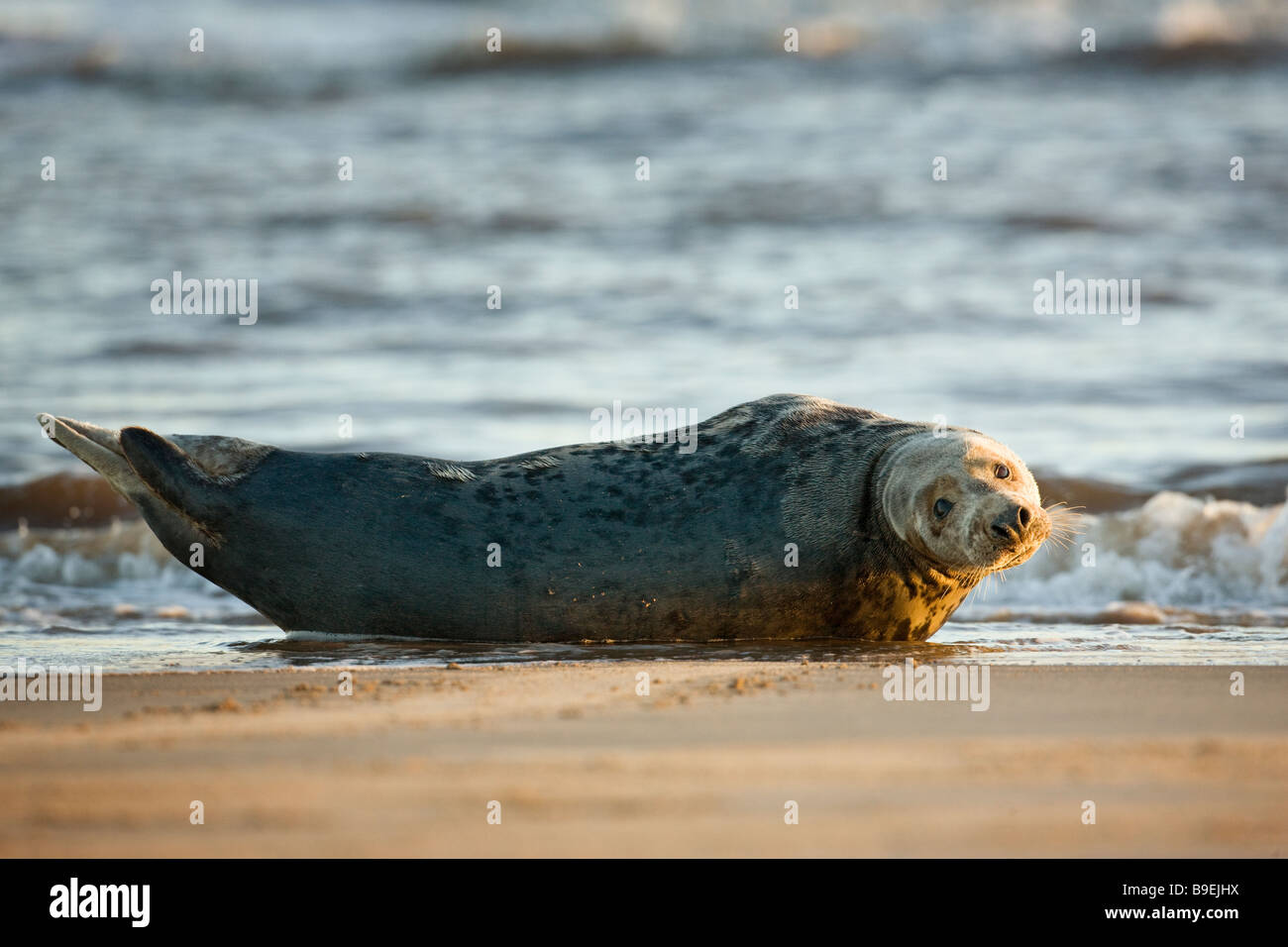 Halichoerus grypus femmina guarnizione grigio Lincolnshire Dicembre 2008 Foto Stock