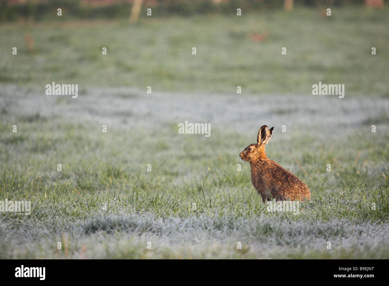 Brown lepre Lepus europaeus seduto in un campo di stoppia Foto Stock