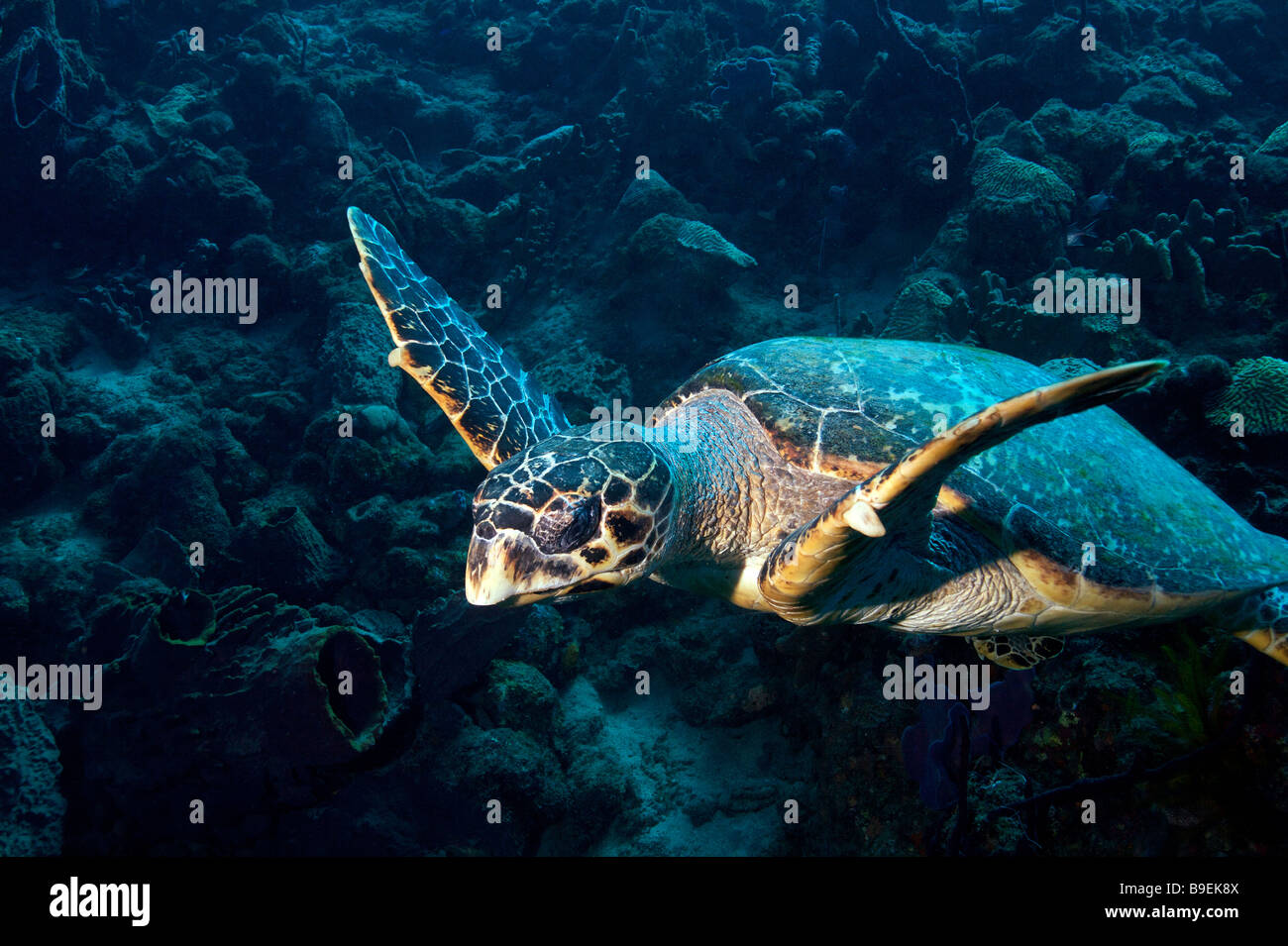 Turlte nel mar dei Caraibi Foto Stock