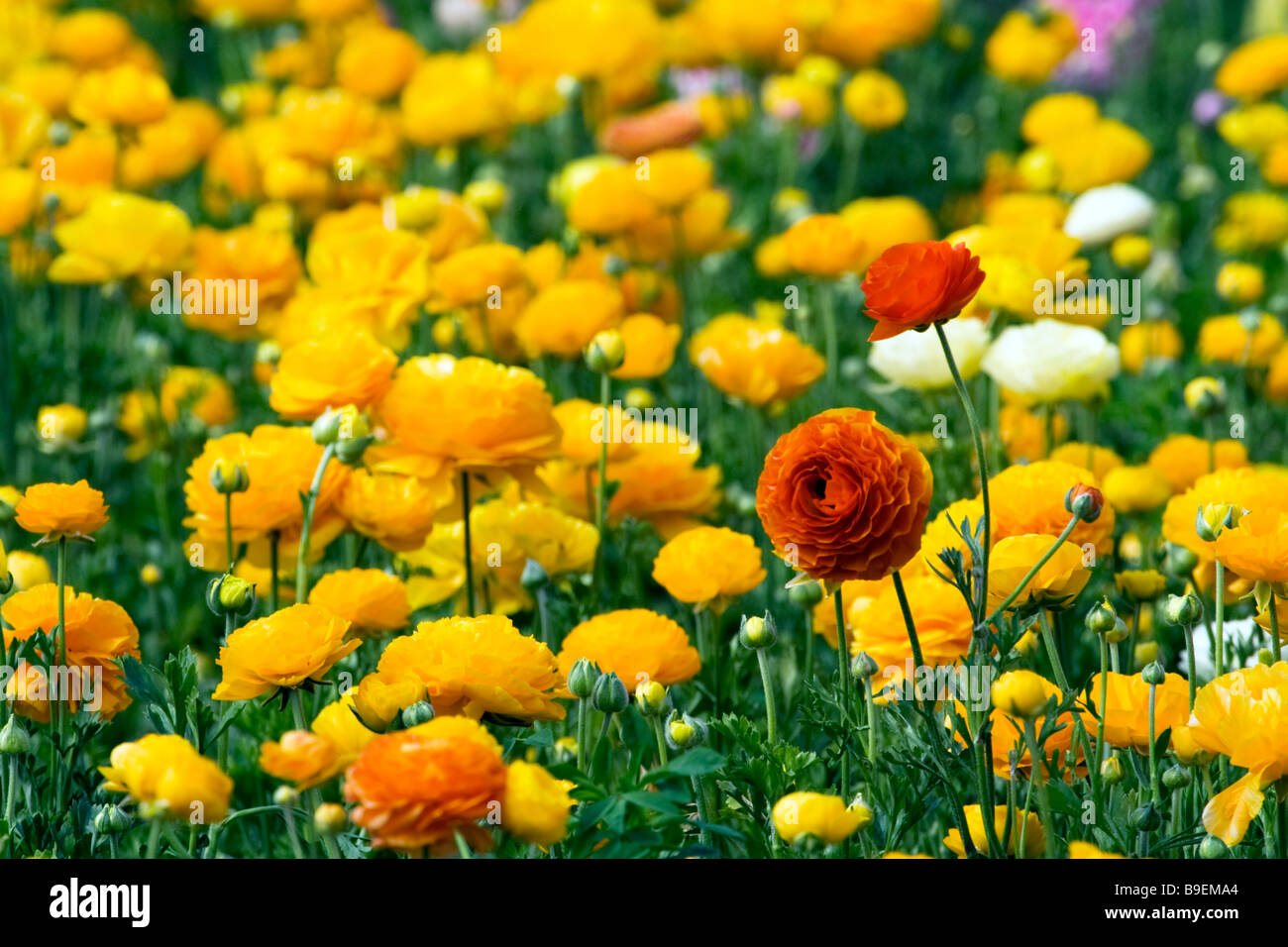 Il ranunculus in fiore a campi di fiori a Carlsbad, in California. Foto Stock