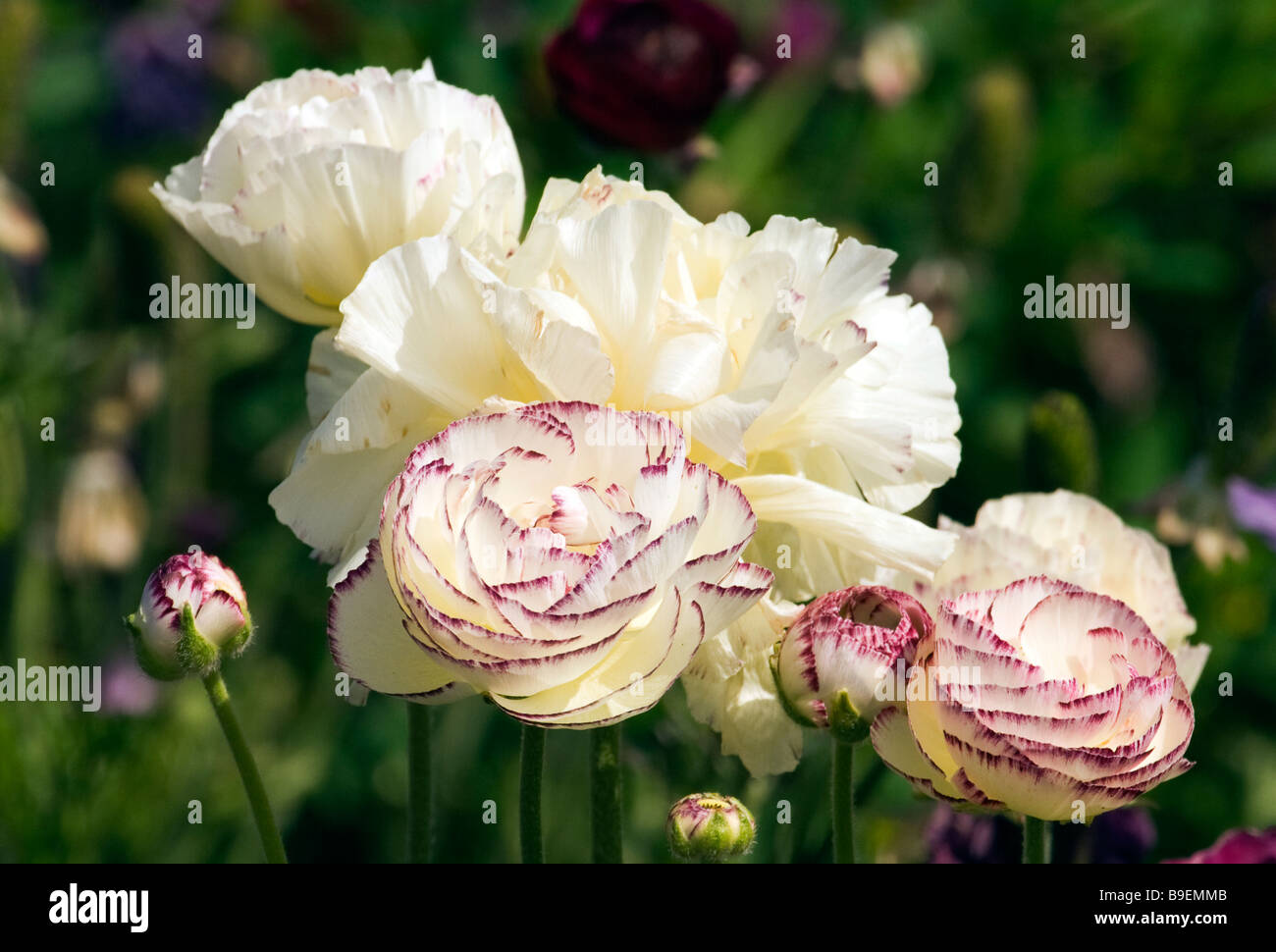 Un gruppo di bianco ranunculus dai campi di fiori a Carlsbad, California. Foto Stock