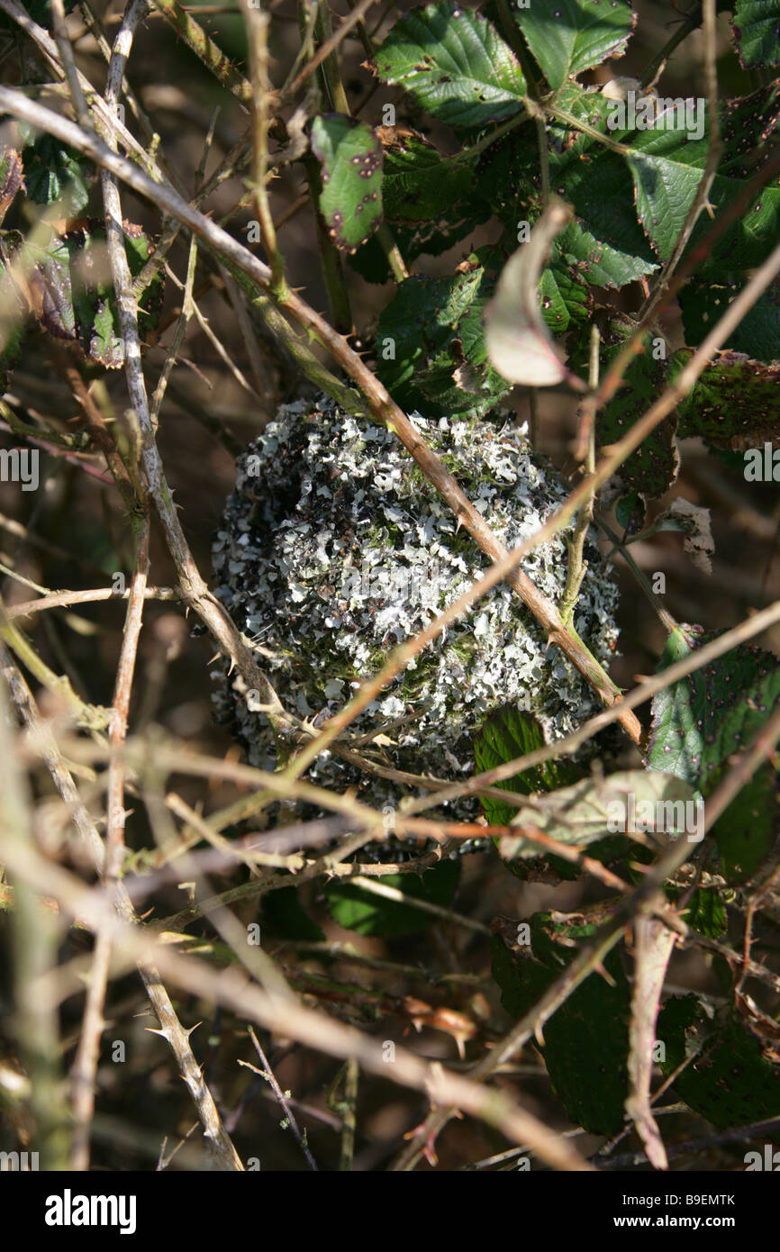 Wren's nido fatto con muschi e licheni in una siepe Foto Stock