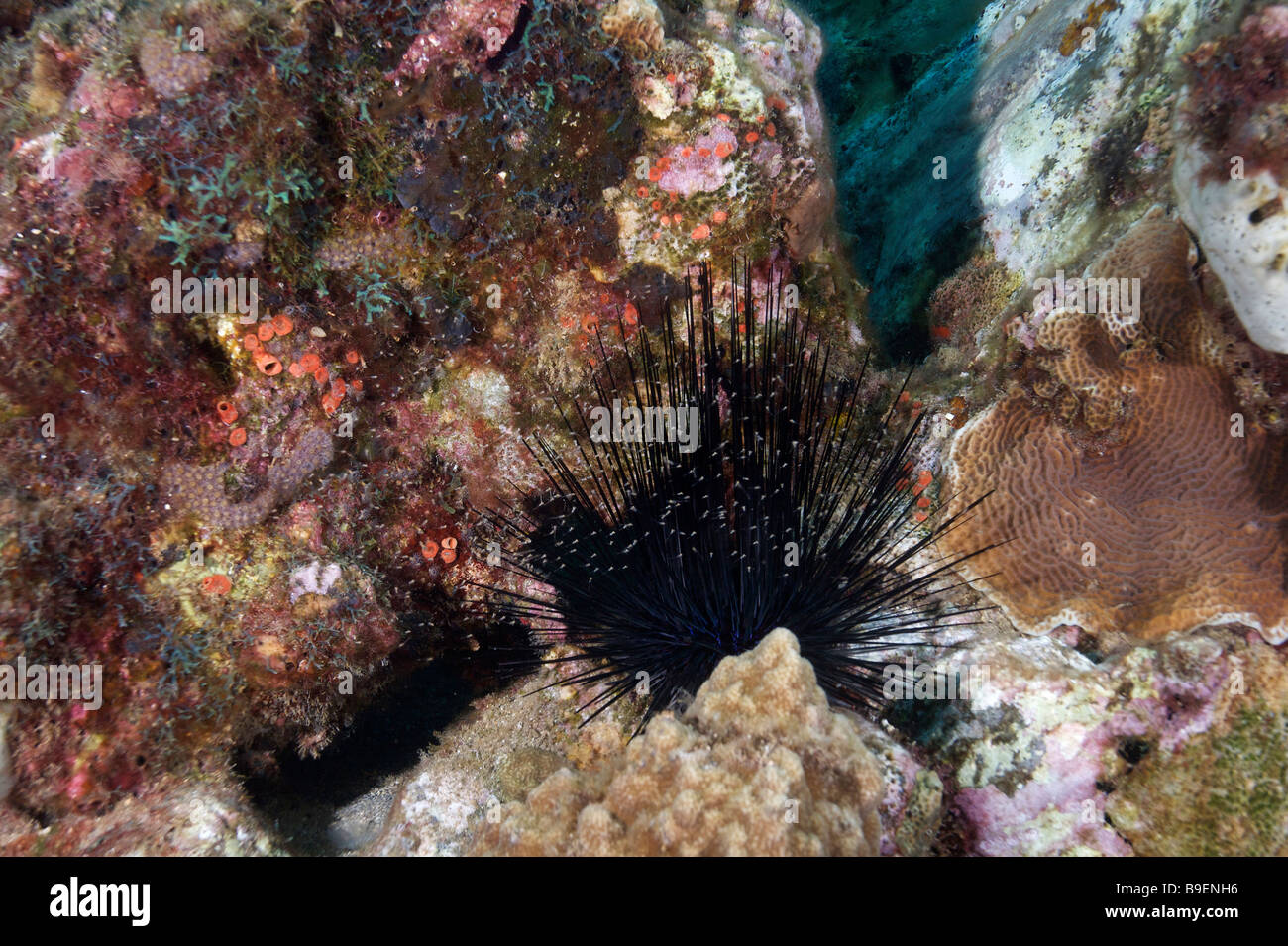 Caraibi la vita subacquea Foto Stock