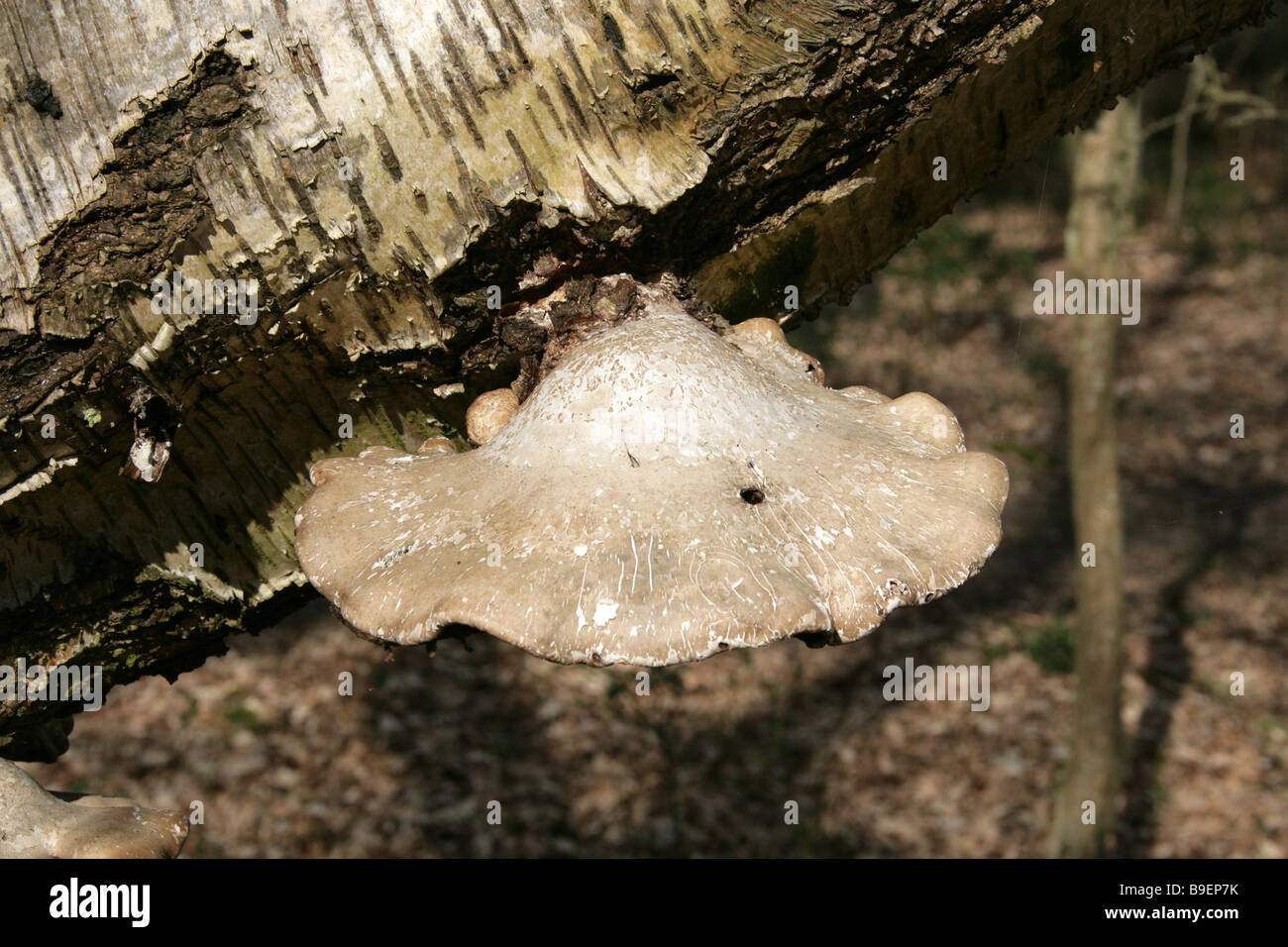 Birch Polypore o Razorstrop fungo, Piptoporus betulinus, Fomitopsidaceae, su un punto morto betulla. Foto Stock