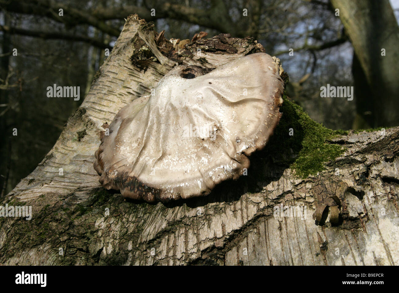 Birch Polypore o Razorstrop fungo, Piptoporus betulinus, Fomitopsidaceae, su un punto morto betulla. Il vecchio modello. Foto Stock