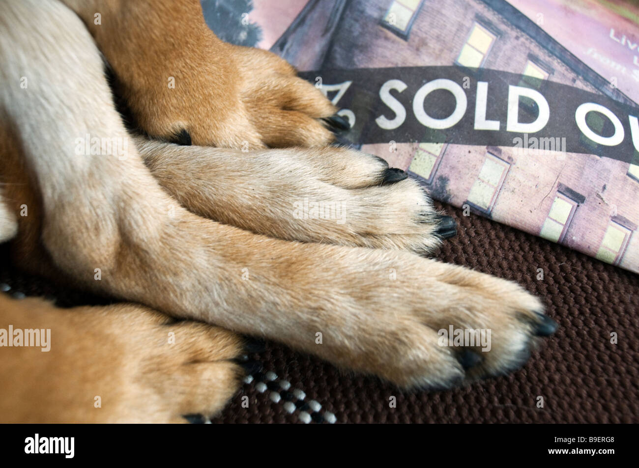 Cane zampe incrociate. Foto Stock