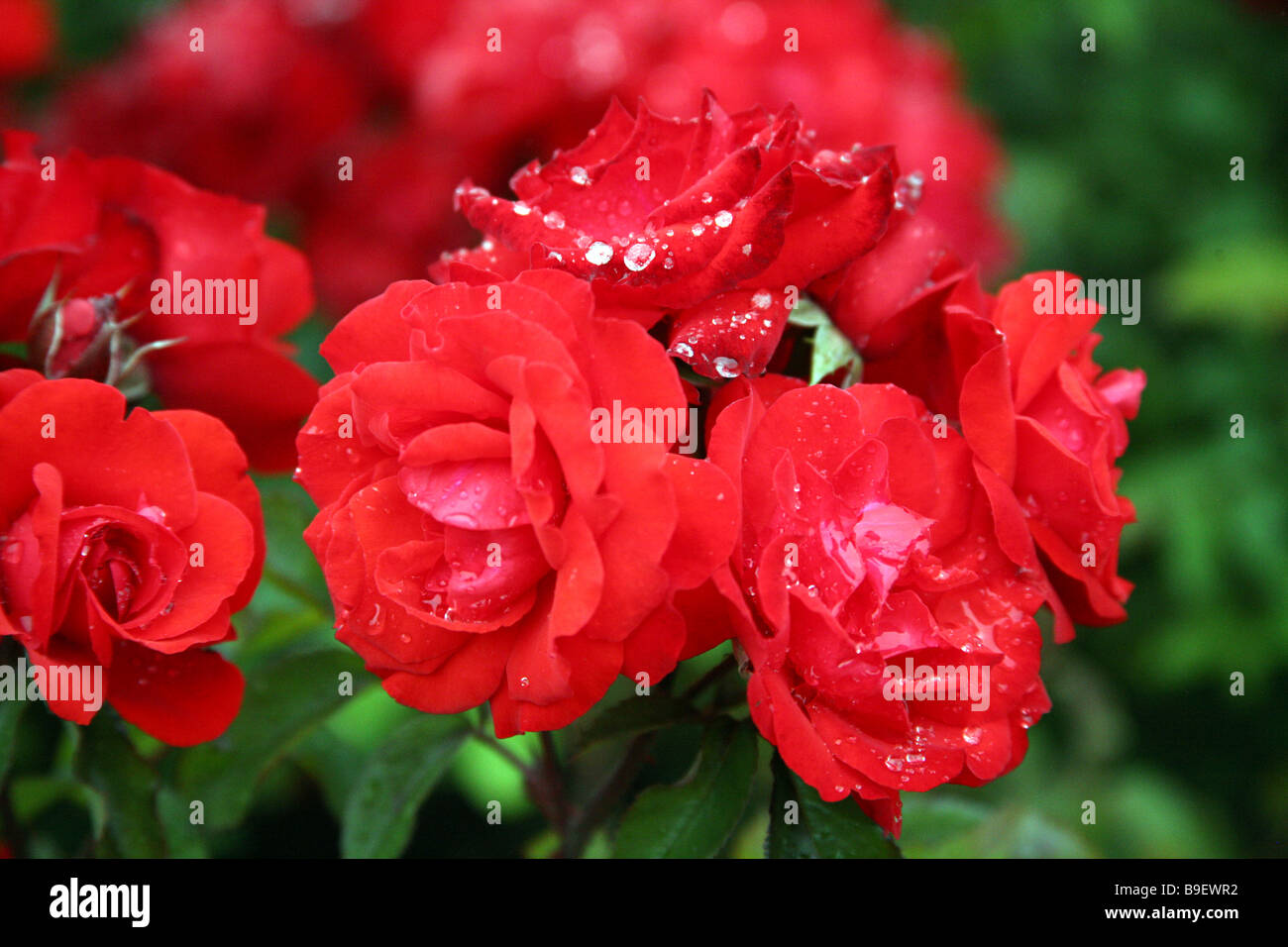 Rose's sotto la pioggia Foto Stock