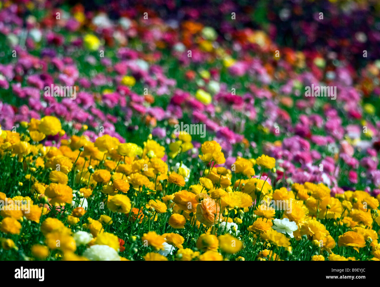 Il ranunculus in fiore a campi di fiori a Carlsbad, in California. Foto Stock