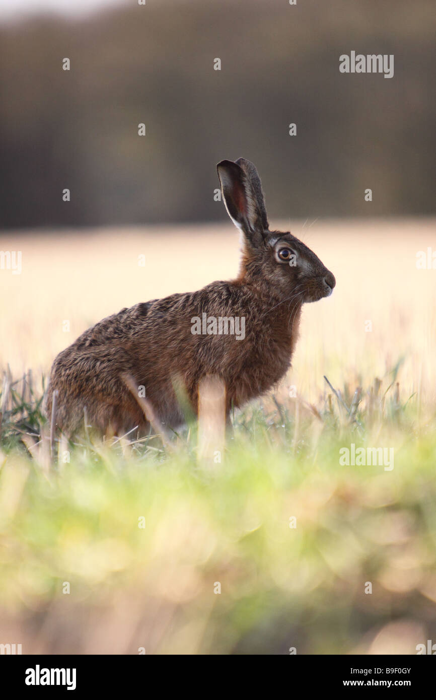 Brown lepre Lepus europaeus seduto in un campo di stoppia Foto Stock