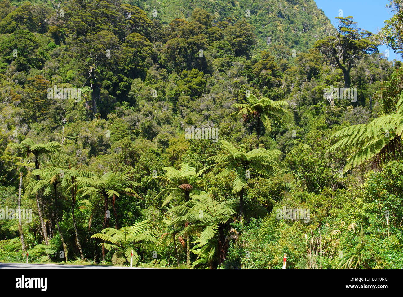La macchia nativa, Paparoa National Park, West Coast, Isola del Sud, Nuova Zelanda Foto Stock
