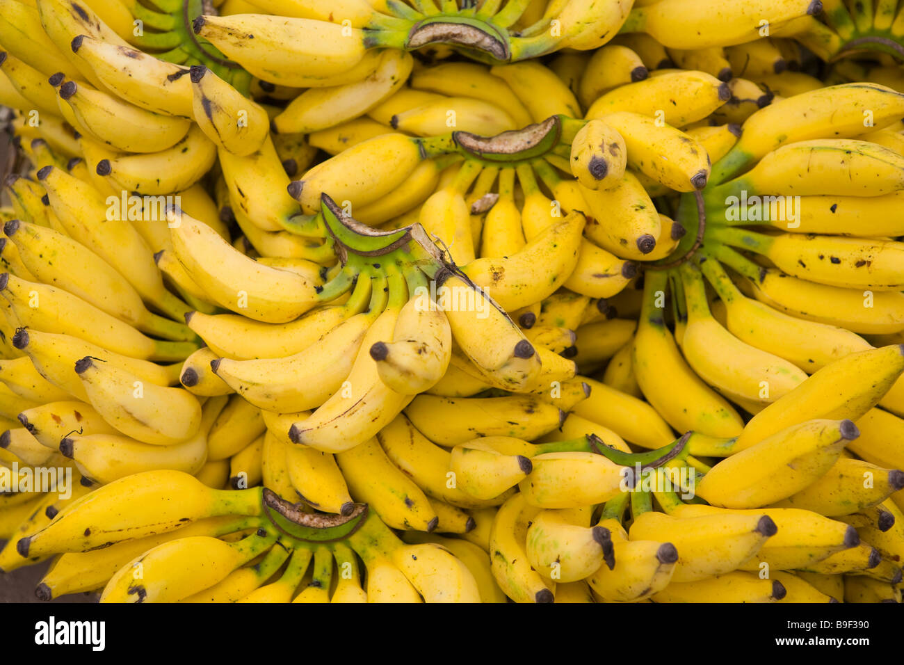 India Bengaluru Bangalore City banane sul mercato Foto Stock