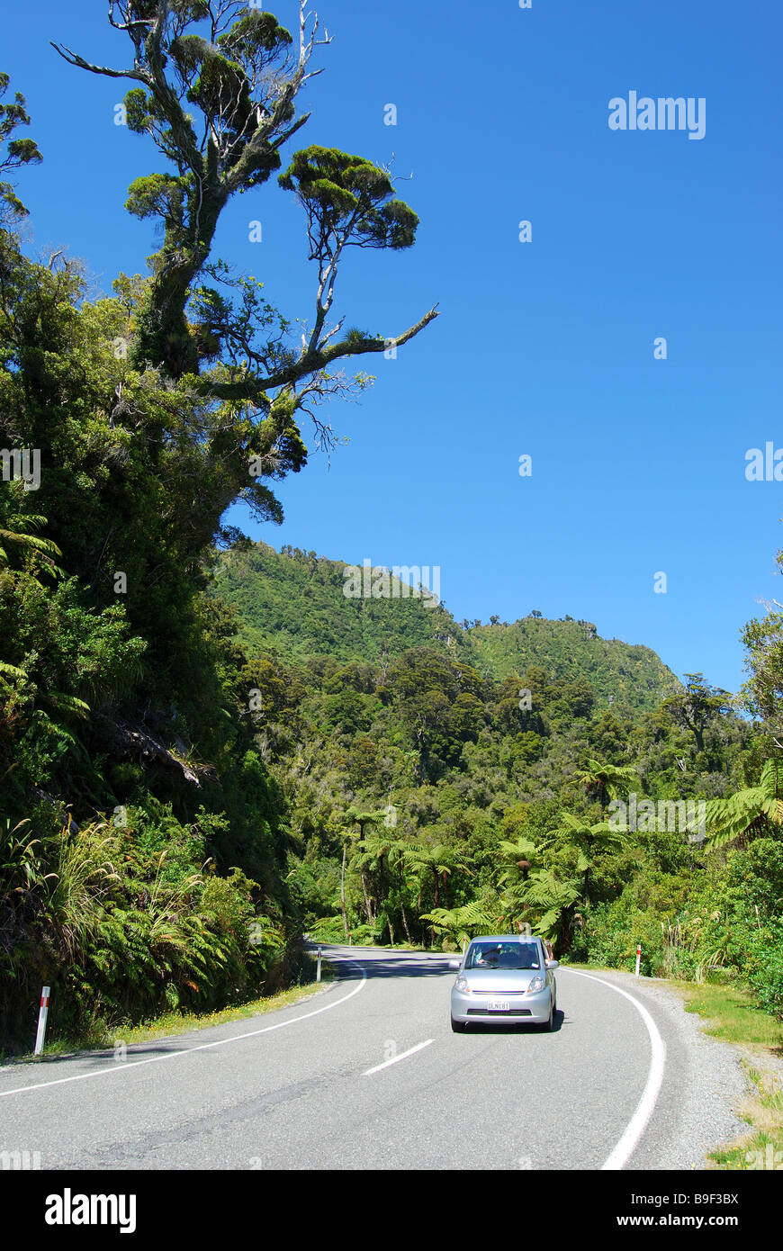 National Highway 6 attraverso la macchia nativa, Paparoa National Park, West Coast, Isola del Sud, Nuova Zelanda Foto Stock