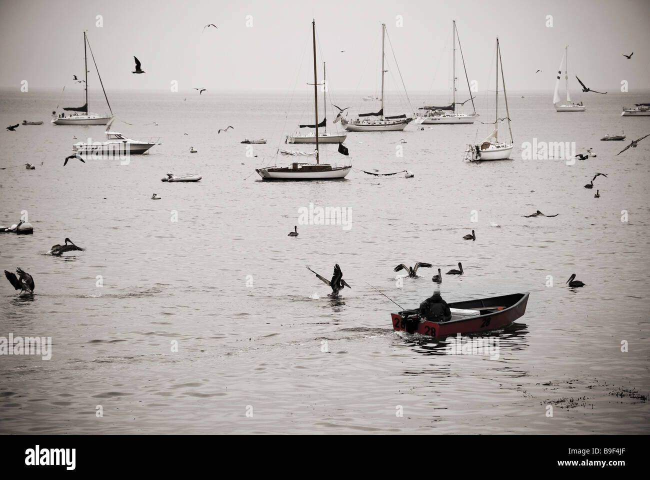 Un pescatore solitario pesci da una piccola barca tra i pellicani di Capitola, California. Foto Stock