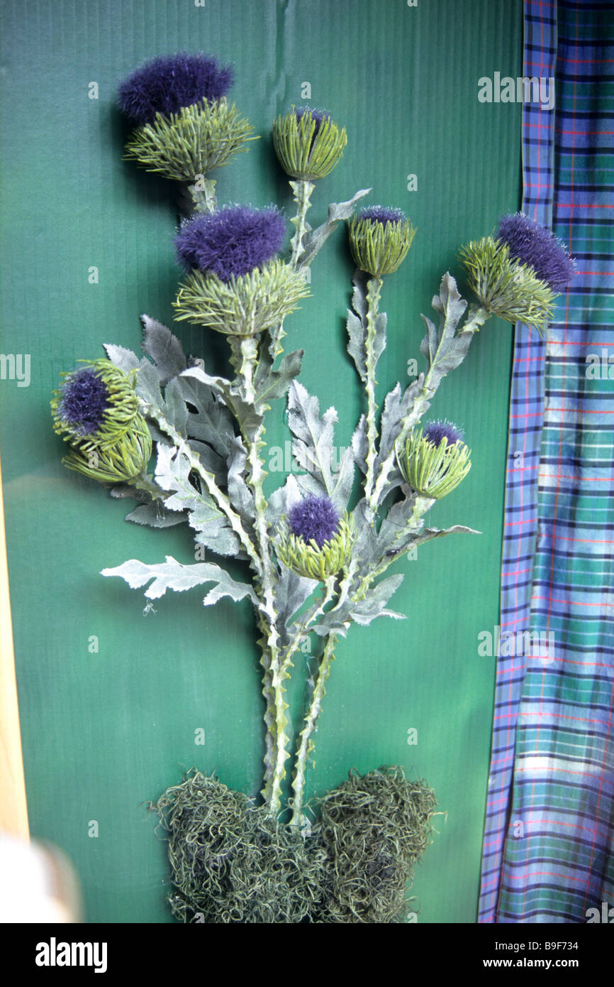 Scottish thistle emblema, Scotland, Regno Unito Foto Stock